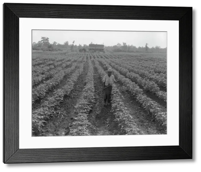 Framed Print : Cotton, Coahoma County, Mississippi, 1937. Creator: Dorothea Lange Framed Print : Cotton, Coahoma County, Mississippi, 1937. Creator: Dorothea Lange