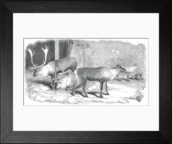 Framed Print : Herd of Rein-Deer, in the Gardens of the Zoological Society, Regent's Park, 1850. Creator: Unknown Framed Print : Herd of Rein-Deer, in the Gardens of the Zoological Society, Regent's Park, 1850. Creator: Unknown