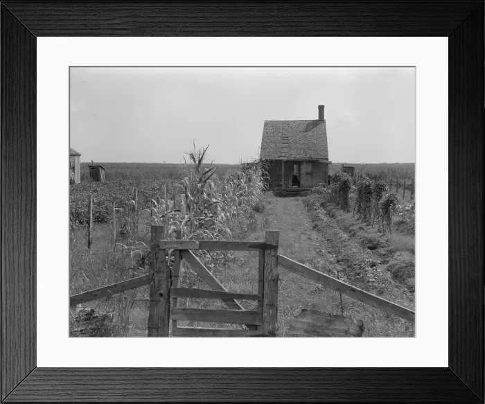 Framed Print : Cabins in the sugarcane country, Bayou La Fourche, Louisiana, 1937. Creator: Dorothea Lange Framed Print : Cabins in the sugarcane country, Bayou La Fourche, Louisiana, 1937. Creator: Dorothea Lange