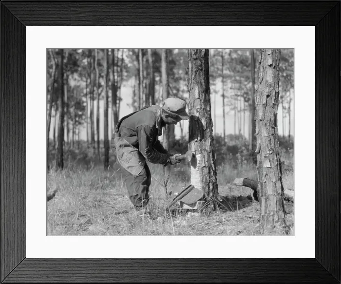 Framed Print : Turpentine worker, Georgia, 1937. Creator: Dorothea Lange Framed Print : Turpentine worker, Georgia, 1937. Creator: Dorothea Lange