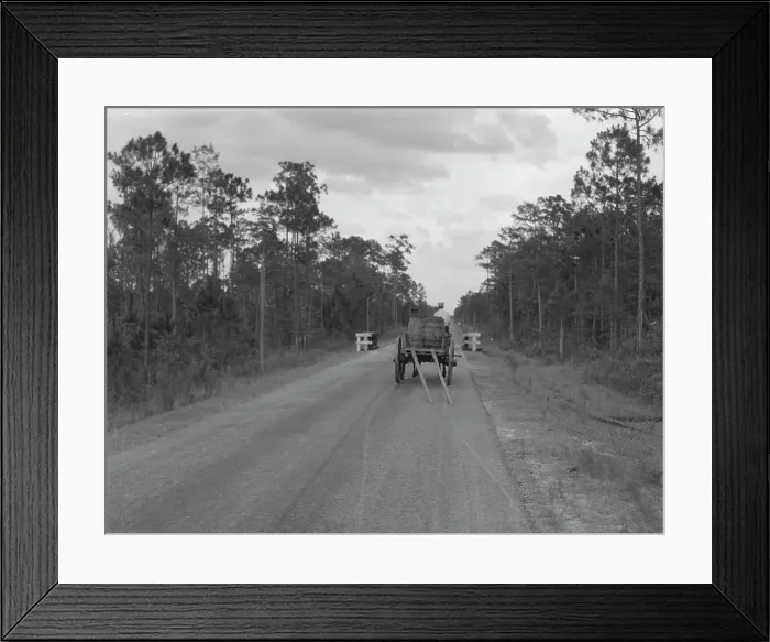 Framed Print : Wagon hauling turpentine out of the woods, Georgia, 1937. Creator: Dorothea Lange Framed Print : Wagon hauling turpentine out of the woods, Georgia, 1937. Creator: Dorothea Lange