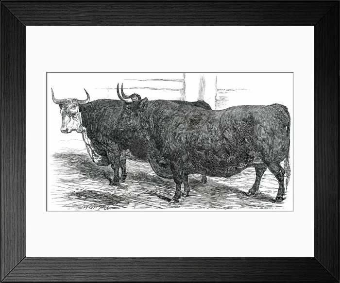 Framed Print : Class 4. No. 49. - Prince Albert's Hereford Ox... 1850. Creator: Smyth Framed Print : Class 4. No. 49. - Prince Albert's Hereford Ox... 1850. Creator: Smyth
