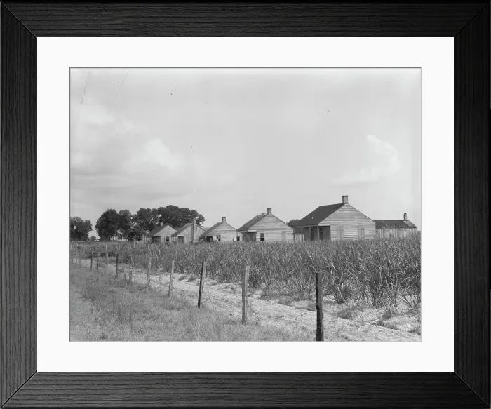 Framed Print : Cabins for sugarcane workers, Bayou La Fourche, Louisiana, 1937. Creator: Dorothea Lange Framed Print : Cabins for sugarcane workers, Bayou La Fourche, Louisiana, 1937. Creator: Dorothea Lange