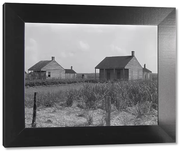 Cabins for sugarcane workers, Bayou La Fourche, Louisiana, 1937. Creator: Dorothea Lange