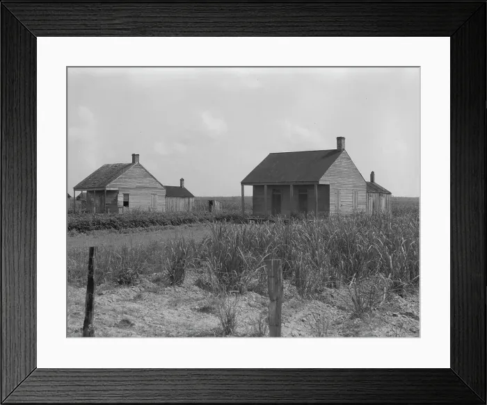Framed Print : Cabins for sugarcane workers, Bayou La Fourche, Louisiana, 1937. Creator: Dorothea Lange