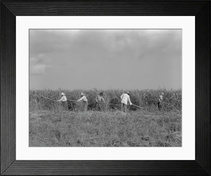 Framed Print : Hoeing sugarcane on plantation in Louisiana, 1937. Creator: Dorothea Lange Framed Print : Hoeing sugarcane on plantation in Louisiana, 1937. Creator: Dorothea Lange