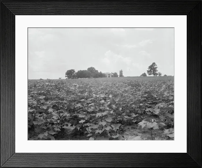 Framed Print : Cotton field and plantation house, Macon County, Georgia, 1937. Creator: Dorothea Lange Framed Print : Cotton field and plantation house, Macon County, Georgia, 1937. Creator: Dorothea Lange