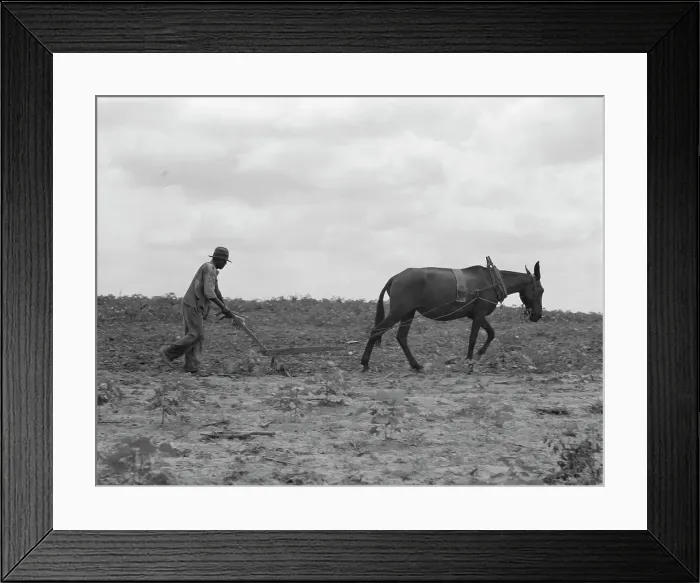 Framed Print : The cotton sharecropper's unit, Greene County, Georgia, 1937. Creator: Dorothea Lange Framed Print : The cotton sharecropper's unit, Greene County, Georgia, 1937. Creator: Dorothea Lange