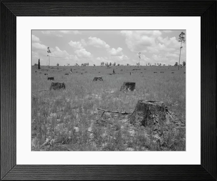 Framed Print : Cut-over long leaf yellow pine forest, Near Kiln, Mississippi, 1937. Creator: Dorothea Lange Framed Print : Cut-over long leaf yellow pine forest, Near Kiln, Mississippi, 1937. Creator: Dorothea Lange