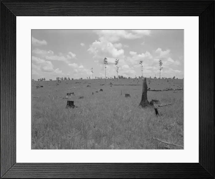 Framed Print : Land cut over by lumber company and not replanted, Greene County, Georgia, 1937. Creator: Dorothea Lange Framed Print : Land cut over by lumber company and not replanted, Greene County, Georgia, 1937. Creator: Dorothea Lange