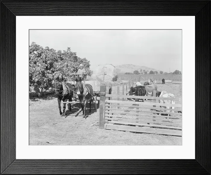 Framed Print : Rural rehabilitation client, Tulare County, California, 1938. Creator: Dorothea Lange Framed Print : Rural rehabilitation client, Tulare County, California, 1938. Creator: Dorothea Lange