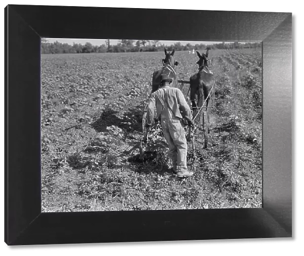 Sharecropper cultivating cotton with team, Near Shreveport, Louisiana, 1937. Creator: Dorothea Lange