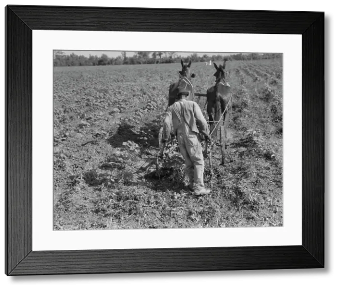 Framed Print : Sharecropper cultivating cotton with team, Near Shreveport, Louisiana, 1937. Creator: Dorothea Lange Framed Print : Sharecropper cultivating cotton with team, Near Shreveport, Louisiana, 1937. Creator: Dorothea Lange