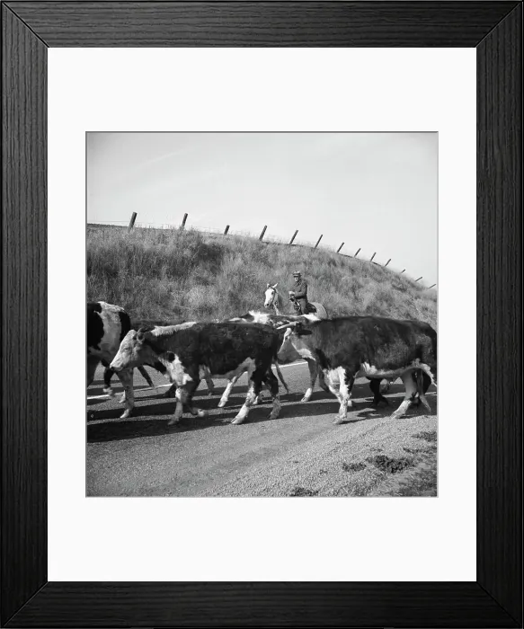 Framed Print : Bringing cattle in from the range, Contra Costa County, California, 1938. Creator: Dorothea Lange Framed Print : Bringing cattle in from the range, Contra Costa County, California, 1938. Creator: Dorothea Lange