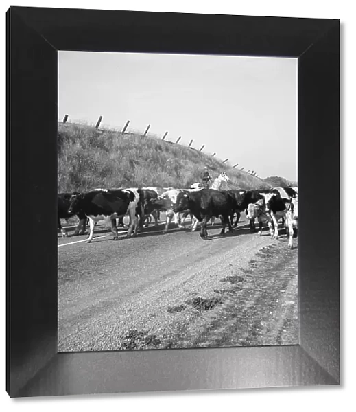 Bringing cattle in from the range, Contra Costa County, California, 1938. Creator: Dorothea Lange