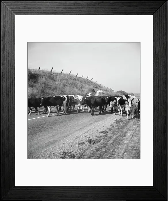 Framed Print : Bringing cattle in from the range, Contra Costa County, California, 1938. Creator: Dorothea Lange Framed Print : Bringing cattle in from the range, Contra Costa County, California, 1938. Creator: Dorothea Lange