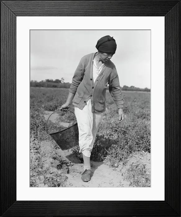 Framed Print : Mexican grandmother...harvesting tomatoes, Santa Clara Valley, California, 1938. Creator: Dorothea Lange Framed Print : Mexican grandmother...harvesting tomatoes, Santa Clara Valley, California, 1938. Creator: Dorothea Lange