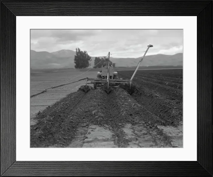 Framed Print : Sugar beet field freshly plowed by tractor with plowshare...Mexican operator, CA, 1936. Creator: Dorothea Lange Framed Print : Sugar beet field freshly plowed by tractor with plowshare...Mexican operator, CA, 1936. Creator: Dorothea Lange
