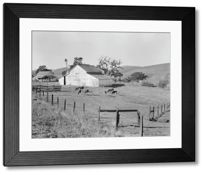 Framed Print : Small farm of California, Contra Costa County, 1938. Creator: Dorothea Lange