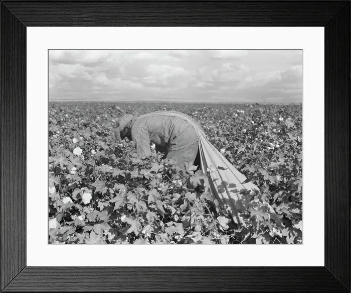 Framed Print : Migratory field worker picking cotton in San Joaquin Valley, California, 1938. Creator: Dorothea Lange Framed Print : Migratory field worker picking cotton in San Joaquin Valley, California, 1938. Creator: Dorothea Lange