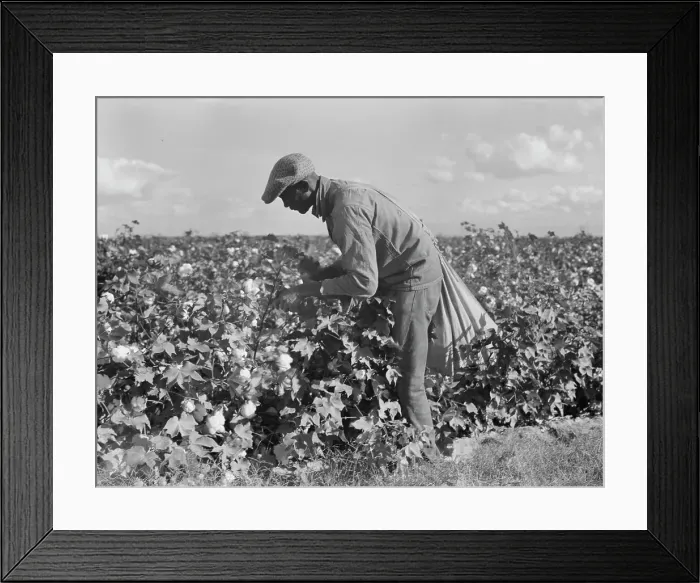 Framed Print : Migratory field worker picking cotton in San Joaquin Valley, CA, 1938. Creator: Dorothea Lange Framed Print : Migratory field worker picking cotton in San Joaquin Valley, CA, 1938. Creator: Dorothea Lange