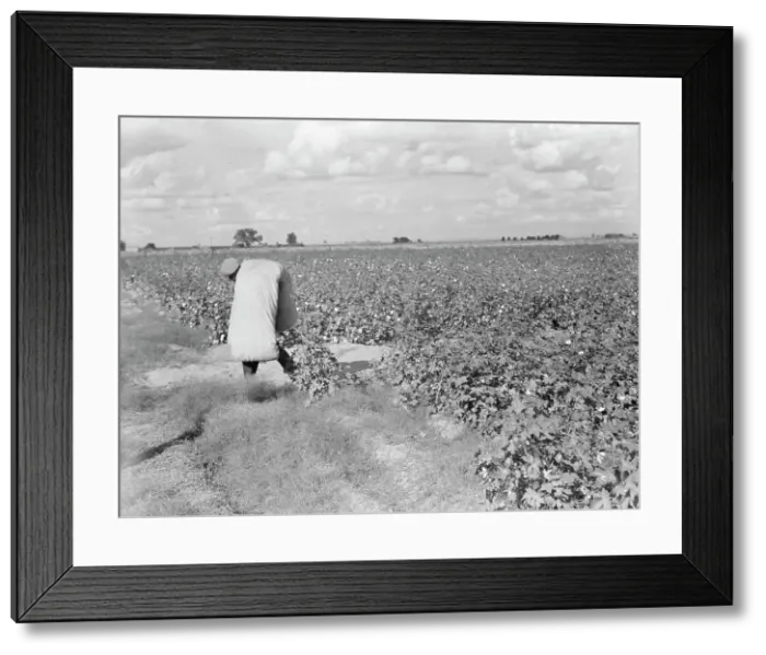 Framed Print : Migratory field worker picking cotton in San Joaquin Valley, CA, 1938. Creator: Dorothea Lange Framed Print : Migratory field worker picking cotton in San Joaquin Valley, CA, 1938. Creator: Dorothea Lange