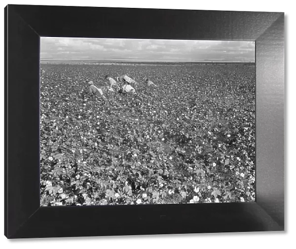 Migratory field worker picking cotton in San Joaquin Valley, CA, 1938. Creator: Dorothea Lange