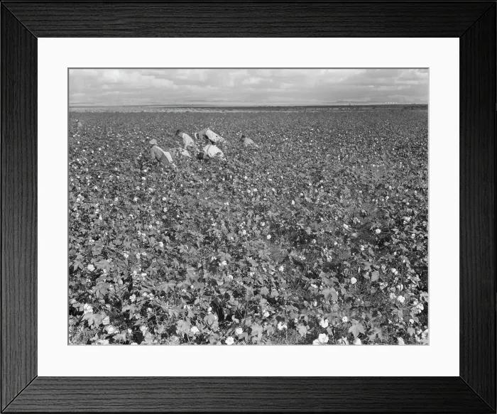 Framed Print : Migratory field worker picking cotton in San Joaquin Valley, CA, 1938. Creator: Dorothea Lange Framed Print : Migratory field worker picking cotton in San Joaquin Valley, CA, 1938. Creator: Dorothea Lange