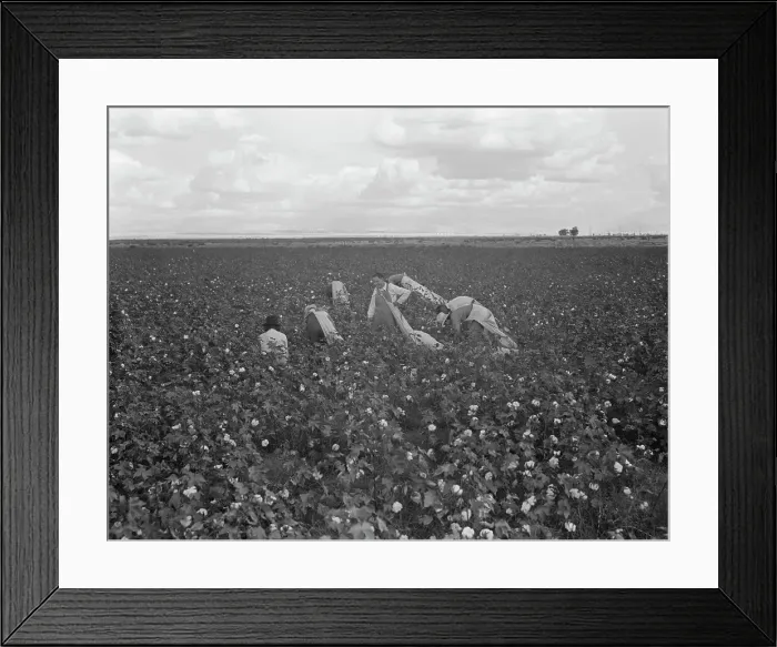 Framed Print : Migratory field worker picking cotton in San Joaquin Valley, CA, 1938. Creator: Dorothea Lange Framed Print : Migratory field worker picking cotton in San Joaquin Valley, CA, 1938. Creator: Dorothea Lange