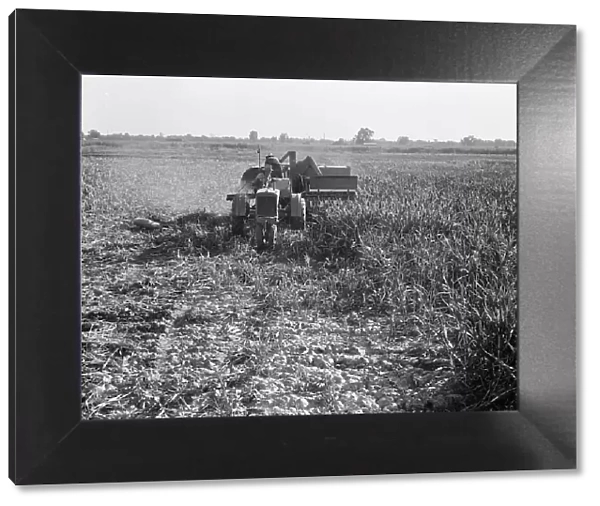 All-crop harvesting, Tulare County, California, 1938. Creator: Dorothea Lange