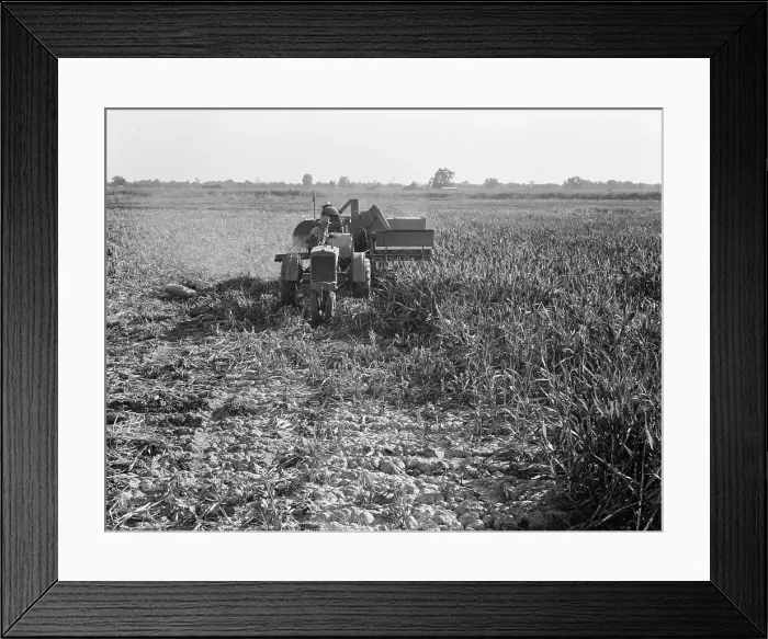 Framed Print : All-crop harvesting, Tulare County, California, 1938. Creator: Dorothea Lange Framed Print : All-crop harvesting, Tulare County, California, 1938. Creator: Dorothea Lange