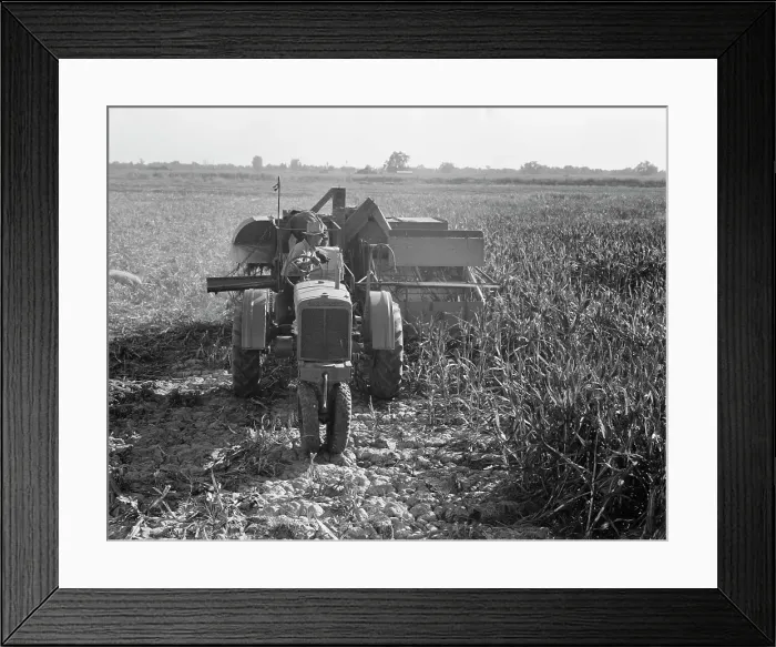 Framed Print : All-crop harvesting, Tulare County, California, 1938. Creator: Dorothea Lange Framed Print : All-crop harvesting, Tulare County, California, 1938. Creator: Dorothea Lange