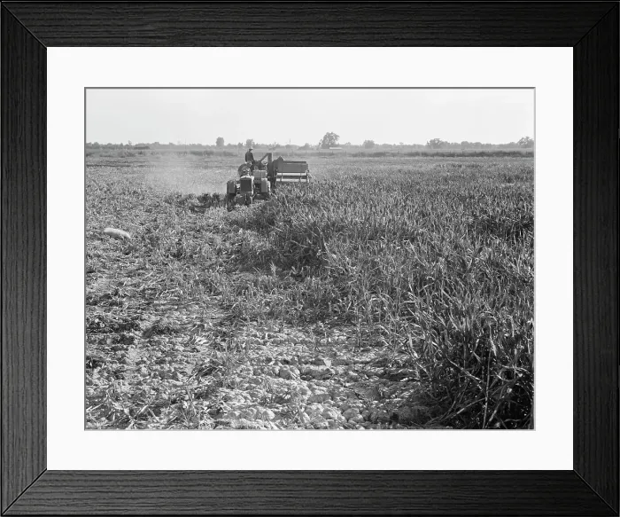 Framed Print : All-crop harvesting, Tulare County, California, 1938. Creator: Dorothea Lange Framed Print : All-crop harvesting, Tulare County, California, 1938. Creator: Dorothea Lange