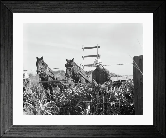 Framed Print : Harvesting milo maize, Tulare County, California, 1938. Creator: Dorothea Lange Framed Print : Harvesting milo maize, Tulare County, California, 1938. Creator: Dorothea Lange