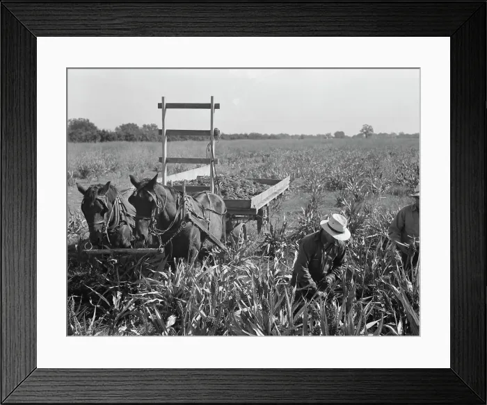 Framed Print : Harvesting milo maize, Tulare County, California, 1938. Creator: Dorothea Lange Framed Print : Harvesting milo maize, Tulare County, California, 1938. Creator: Dorothea Lange