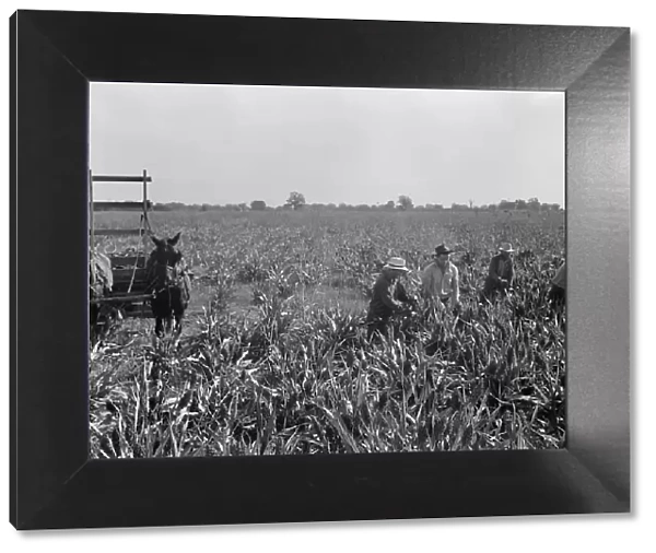 Harvesting milo maize, Tulare County, California, 1938. Creator: Dorothea Lange