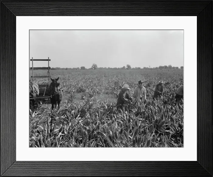 Framed Print : Harvesting milo maize, Tulare County, California, 1938. Creator: Dorothea Lange