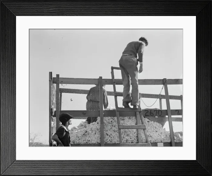 Framed Print : Cotton weigher, Southern San Joaquin Valley, California, 1936. Creator: Dorothea Lange Framed Print : Cotton weigher, Southern San Joaquin Valley, California, 1936. Creator: Dorothea Lange