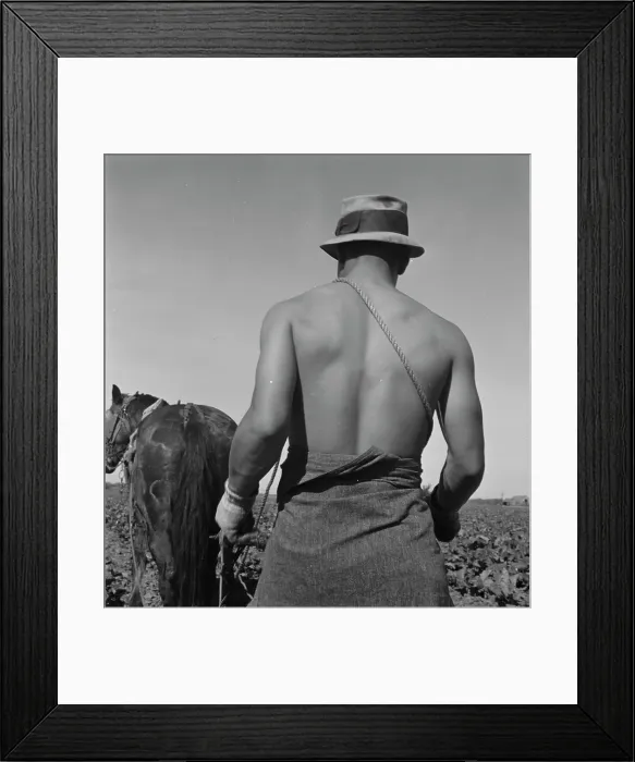 Framed Print : Cauliflower fields, Spring plowing, Guadalupe, California. 1937. Creator: Dorothea Lange Framed Print : Cauliflower fields, Spring plowing, Guadalupe, California. 1937. Creator: Dorothea Lange