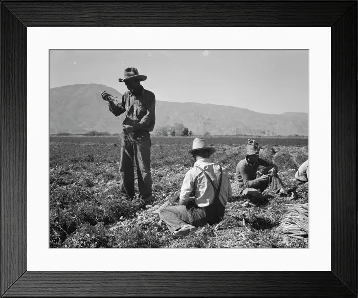 Framed Print : Carrot pullers from Texas, Oklahoma, Missouri, Arkansas and Mexico in Coachella Valley, CA, 1937. Creator: Dorothea Lange Framed Print : Carrot pullers from Texas, Oklahoma, Missouri, Arkansas and Mexico in Coachella Valley, CA, 1937. Creator: Dorothea Lange