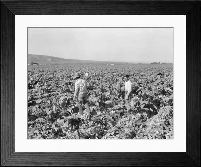 Framed Print : Filipino boys cutting cauliflower (gang labor) near Santa Maria, California, 1937. Creator: Dorothea Lange Framed Print : Filipino boys cutting cauliflower (gang labor) near Santa Maria, California, 1937. Creator: Dorothea Lange