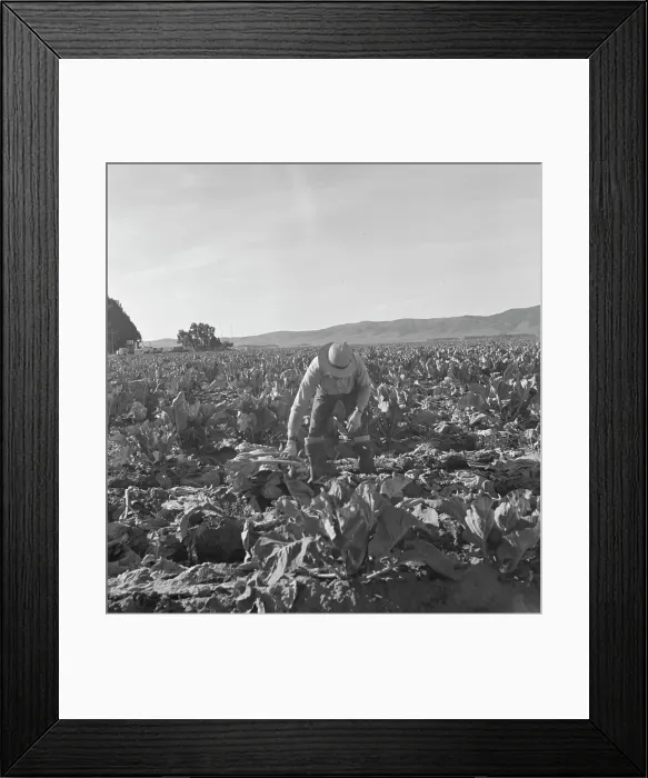 Framed Print : Filipino boy, one of a labor gang, cutting cauliflower near Santa Maria, California, 1937. Creator: Dorothea Lange Framed Print : Filipino boy, one of a labor gang, cutting cauliflower near Santa Maria, California, 1937. Creator: Dorothea Lange