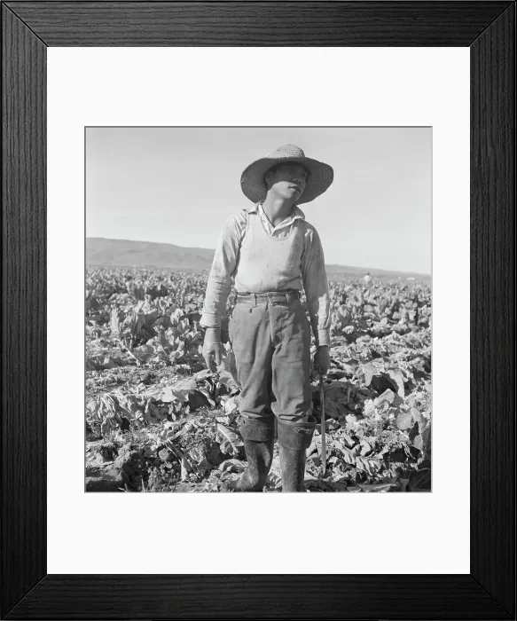 Framed Print : Filipino boy of a labor gang cutting cauliflower near Santa Maria, California, 1937. Creator: Dorothea Lange Framed Print : Filipino boy of a labor gang cutting cauliflower near Santa Maria, California, 1937. Creator: Dorothea Lange