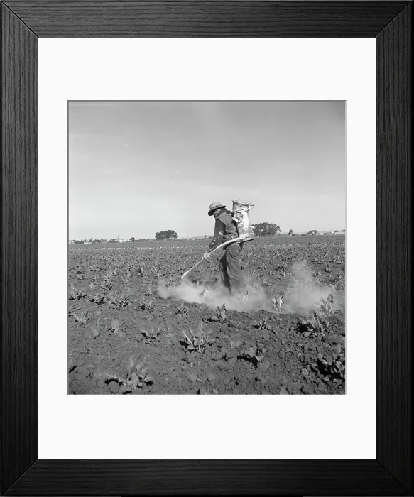 Framed Print : Dusting cauliflower plants near Santa Maria, California, 1937. Creator: Dorothea Lange Framed Print : Dusting cauliflower plants near Santa Maria, California, 1937. Creator: Dorothea Lange