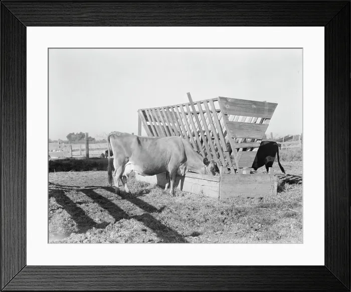 Framed Print : Farmyard scene, FSA's rural rehabilitation client, Tulare County, California, 1938. Creator: Dorothea Lange Framed Print : Farmyard scene, FSA's rural rehabilitation client, Tulare County, California, 1938. Creator: Dorothea Lange