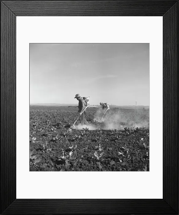 Framed Print : Dusting cauliflower plants near Santa Maria, California, 1937. Creator: Dorothea Lange