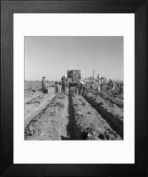 Framed Print : Filipino crew of fifty-five boys cutting and loading lettuce, Imperial Valley, California, 1937. Creator: Dorothea Lange Framed Print : Filipino crew of fifty-five boys cutting and loading lettuce, Imperial Valley, California, 1937. Creator: Dorothea Lange