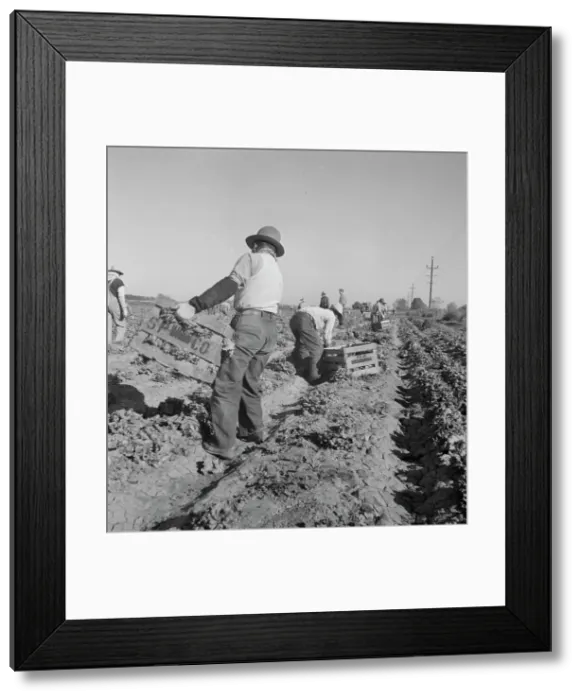 Framed Print : Filipino crew of fifty-five boys cutting and loading lettuce, Imperial Valley, California, 1937. Creator: Dorothea Lange Framed Print : Filipino crew of fifty-five boys cutting and loading lettuce, Imperial Valley, California, 1937. Creator: Dorothea Lange