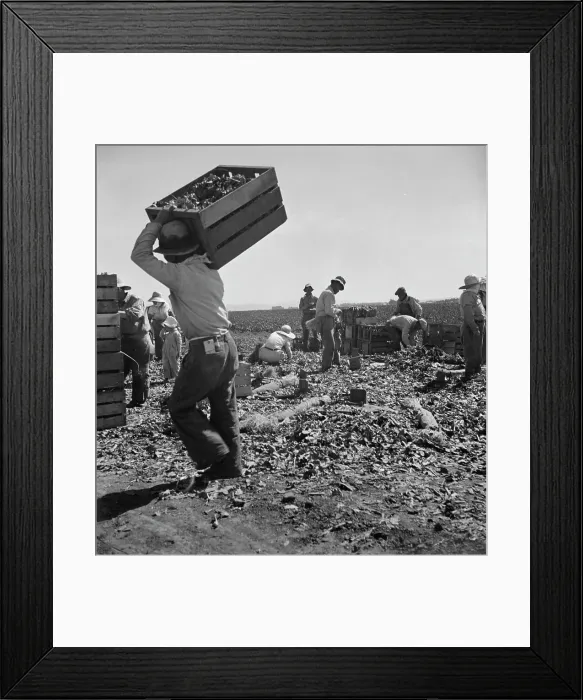 Framed Print : Carrot pullers from Texas, Oklahoma, Arkansas, Missouri and Mexico in Coachella Valley, CA, 1937. Creator: Dorothea Lange Framed Print : Carrot pullers from Texas, Oklahoma, Arkansas, Missouri and Mexico in Coachella Valley, CA, 1937. Creator: Dorothea Lange