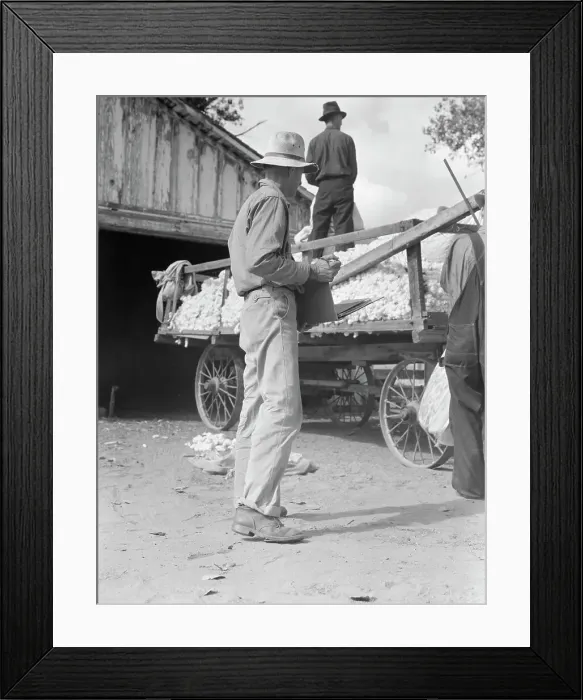 Framed Print : Small cotton farm, Kern County, California, 1938. Creator: Dorothea Lange Framed Print : Small cotton farm, Kern County, California, 1938. Creator: Dorothea Lange